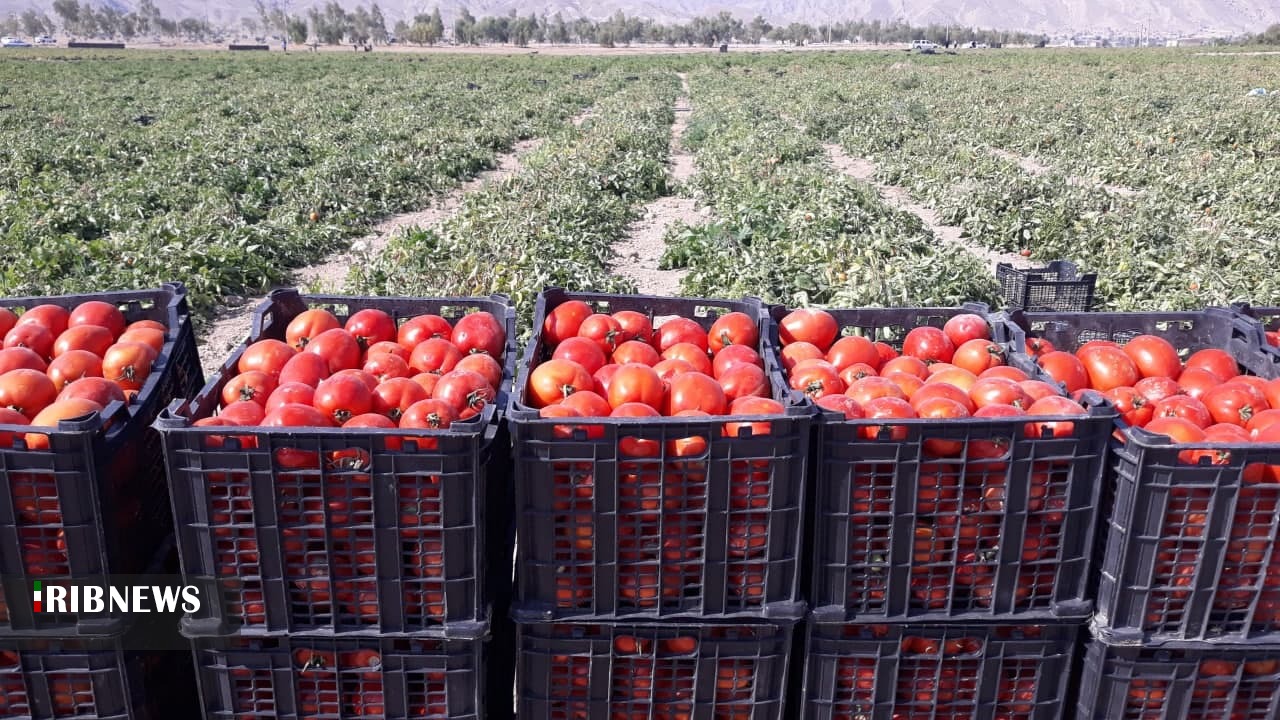 گوجه‌فرنگی از ۲۵۰۰ تا ۴۵۰۰ تومان سر مزارع به‌فروش می‌رسد
