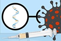 ضعف واکسن‌های mRNA در پیشگیری از مرگ و میر ناشی از سویه اومیکرون