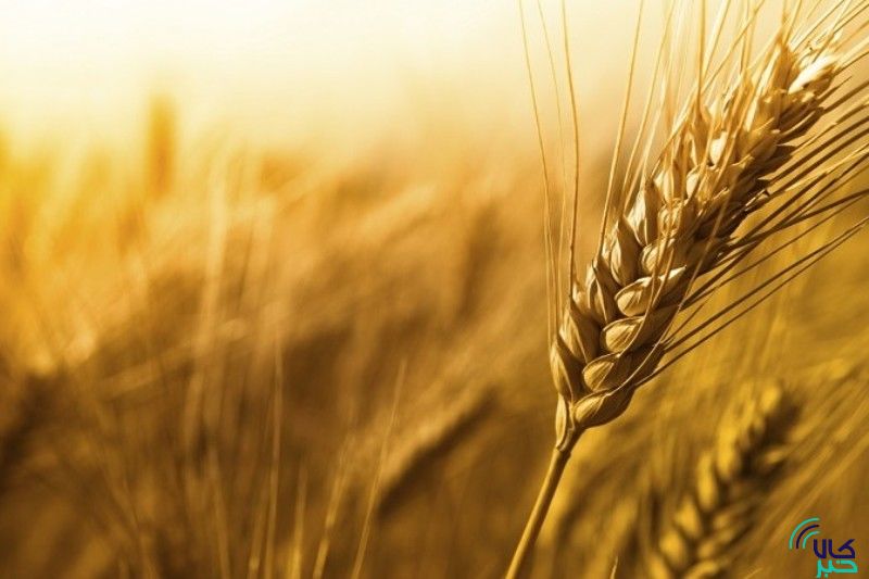 تولید ۱۰۰ هزار تن گندم با تداوم بارش‌ها