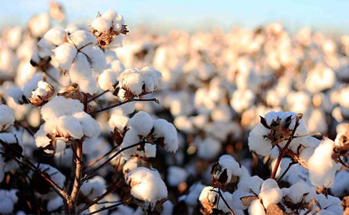 یرداشت ۳۳ هزار تن پنبه از مزارع استان گلستان یرداشت ۳۳ هزار تن پنبه از مزارع استان گلستان