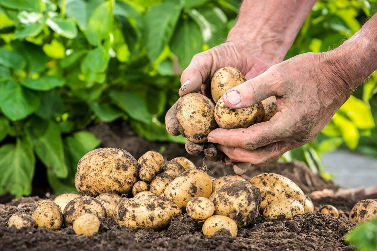 راه اندازی سایت تولید بذر سیبزمینی در شهرستان اردبیل راه اندازی سایت تولید بذر سیبزمینی در شهرستان اردبیل