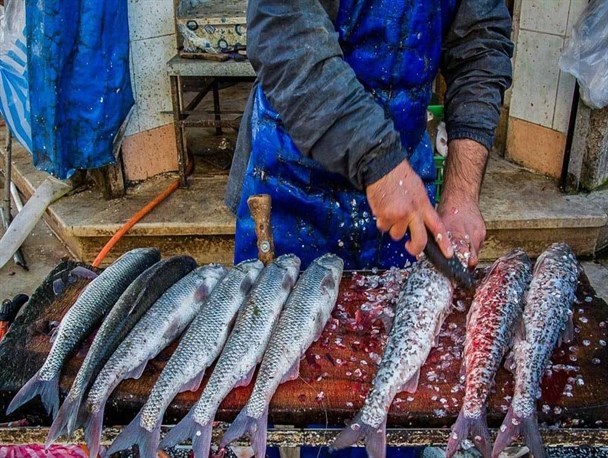 راه‌اندازی بازار ماهی و میگو در اولویت‌های شهرداری بندر بوشهر قرار گرفت