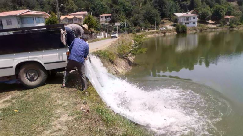 رهاسازی ترويجي انواع بچه ماهيان گرمابي در آببندانی در ماسال گیلان رهاسازی ترويجي انواع بچه ماهيان گرمابي در آببندانی در ماسال گیلان
