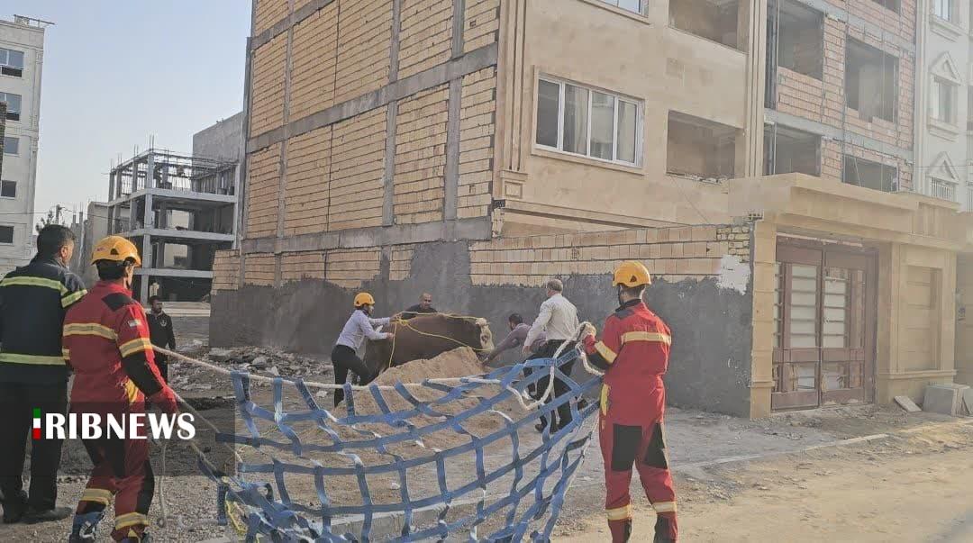 گاو سرگردان در شهر بجنورد از سوی آتش نشانان مهار شد گاو سرگردان در شهر بجنورد از سوی آتش نشانان مهار شد