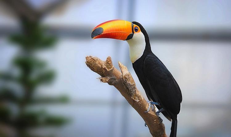 باغی برای پرندگان باغی برای پرندگان