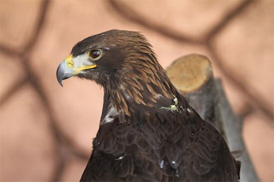 باغی برای پرندگان باغی برای پرندگان