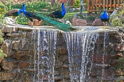 باغی برای پرندگان باغی برای پرندگان