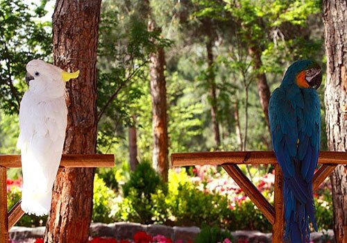 باغی برای پرندگان باغی برای پرندگان