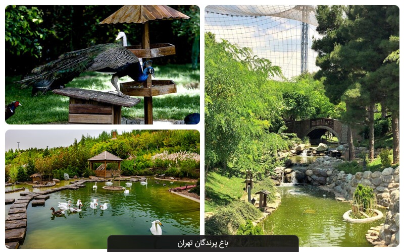 باغی برای پرندگان باغی برای پرندگان