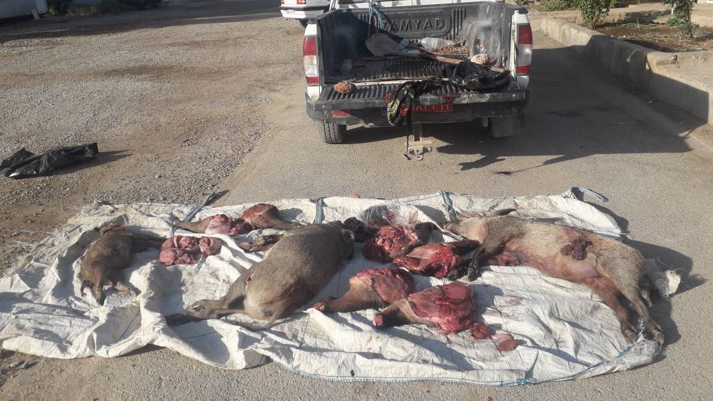 دستگیری متخلفان شکار غیر مجاز گراز دستگیری متخلفان شکار غیر مجاز گراز