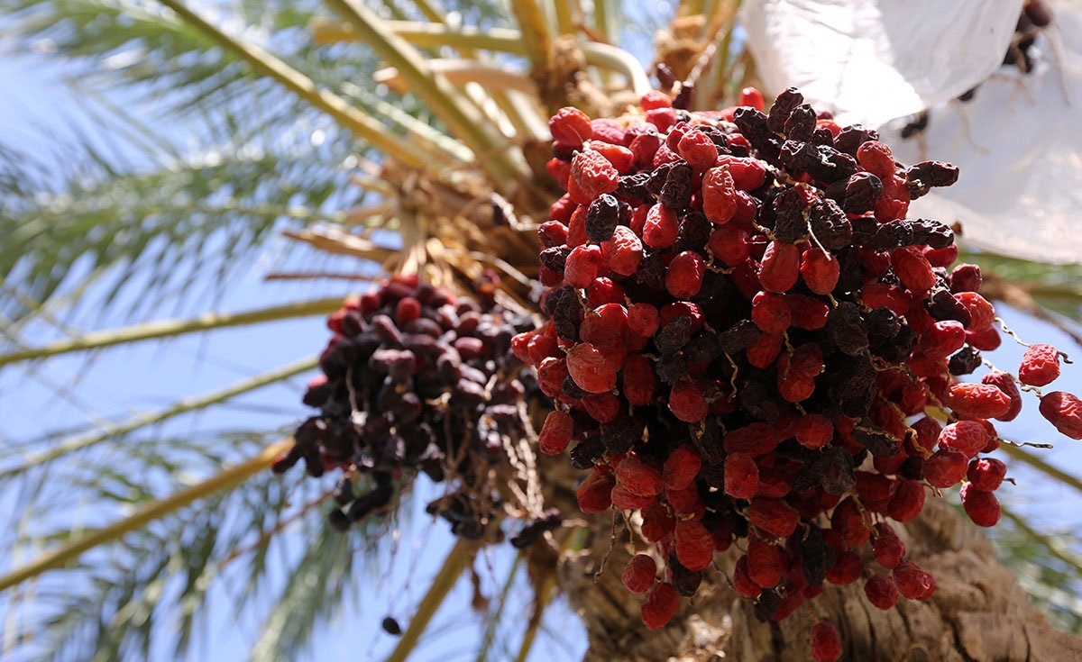 برگزاری کارگاه کارگاه آموزشی خشکیدگی خوشه خرما