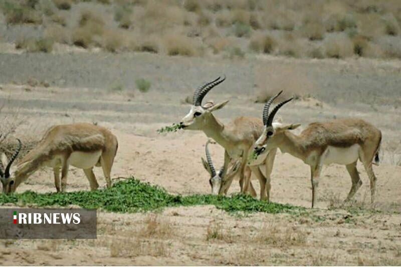 ۲۰ تُن علوفه در زیستگاه یوزپلنگ خراسان‌شمالی توزیع شد