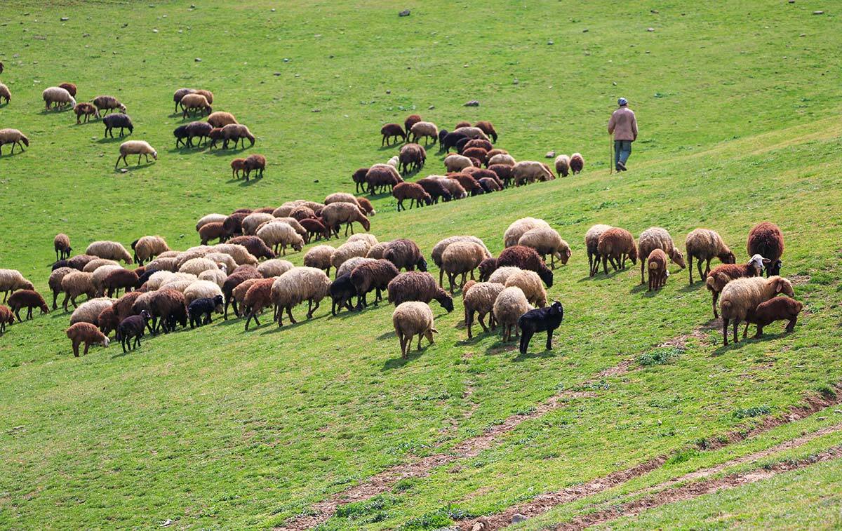 دامداران پروانه چرای خود را به مرتع‌داری تلفیقی تبدیل کنند