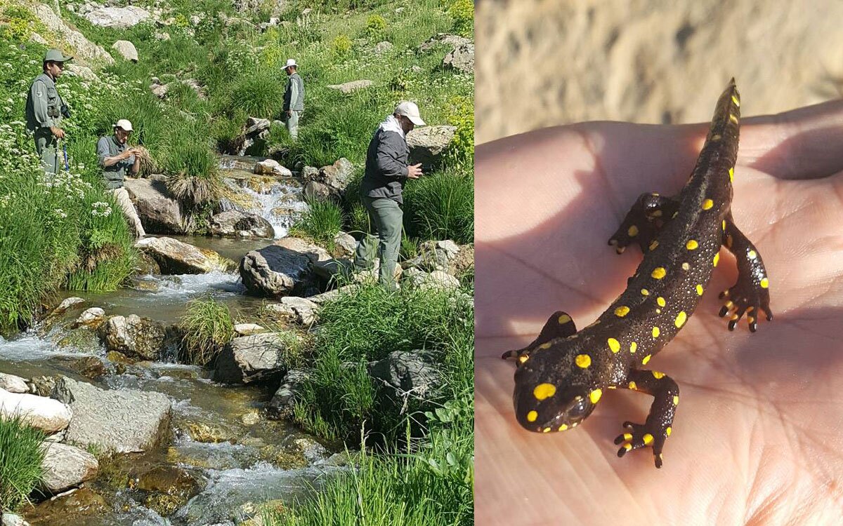 آغاز سرشماری سمندرهای کوهستانی در آذربایجان غربی