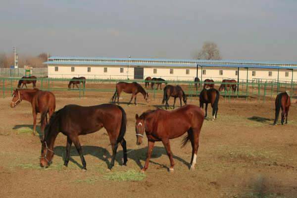 پرورش بیش از چهارهزار راس اسب اصیل در آذربایجان غربی پرورش بیش از چهارهزار راس اسب اصیل در آذربایجان غربی