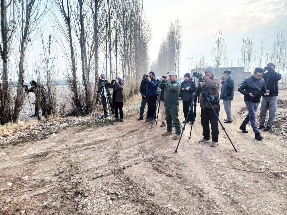 مشاهده ۱۹ بال پرنده میشمرغ دربوکان مشاهده ۱۹ بال پرنده میشمرغ دربوکان