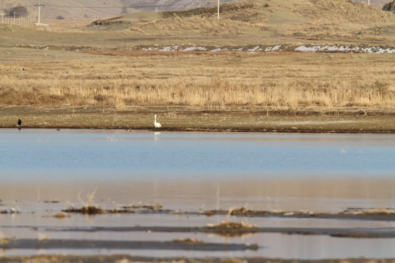 ثبت گونه کمیاب قوی کوچک برای اولین بار در خراسان شمالی ثبت گونه کمیاب قوی کوچک برای اولین بار در خراسان شمالی