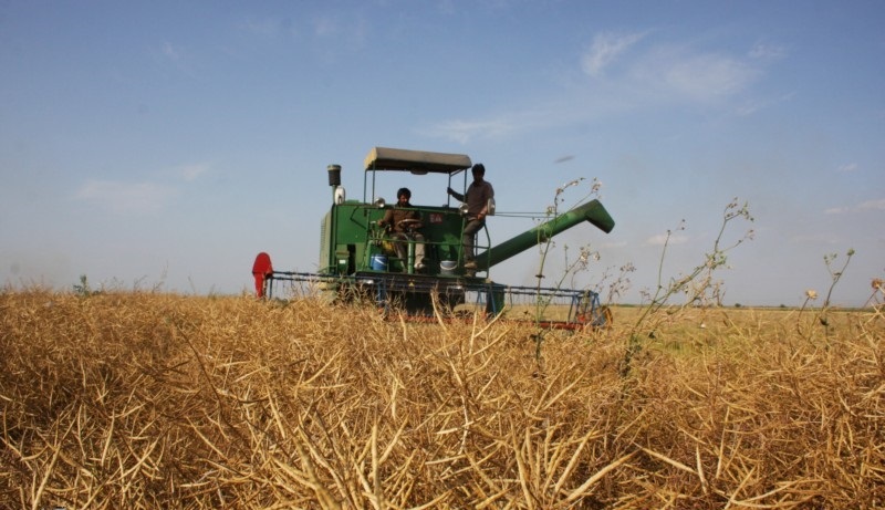 پیشبینی برداشت بیش از ۳۴ هزار تن گندم در گرمی پیشبینی برداشت بیش از ۳۴ هزار تن گندم در گرمی