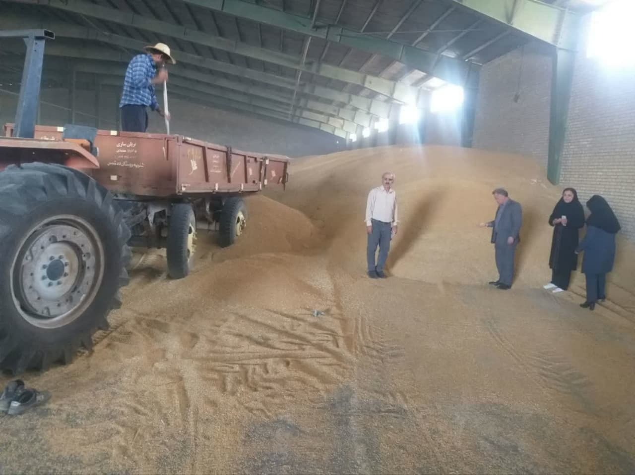 فعالیت ۱۲۱ دستگاه کمباین در برداشت گندم از مزارع میاندوآب فعالیت ۱۲۱ دستگاه کمباین در برداشت گندم از مزارع میاندوآب