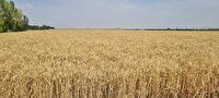 نظرآباد قطب تولید گندم در البرز