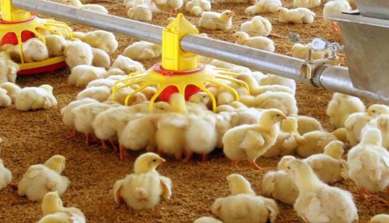 جوجهریزی بیش از ۲۱ میلیون قطعه درمرغداریهای آذربایجانغربی جوجهریزی بیش از ۲۱ میلیون قطعه درمرغداریهای آذربایجانغربی