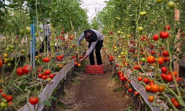 کمک محصولات گلخانه‌ ای کرمانشاه به تنظیم بازار در پاییز