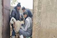 بهره مندی ۲۸ روستای خراسان جنوبی از خدمات رایگان جهاد دامپزشکی