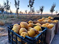 برگزاری اولین جشنواره استانی بِه در بهاباد