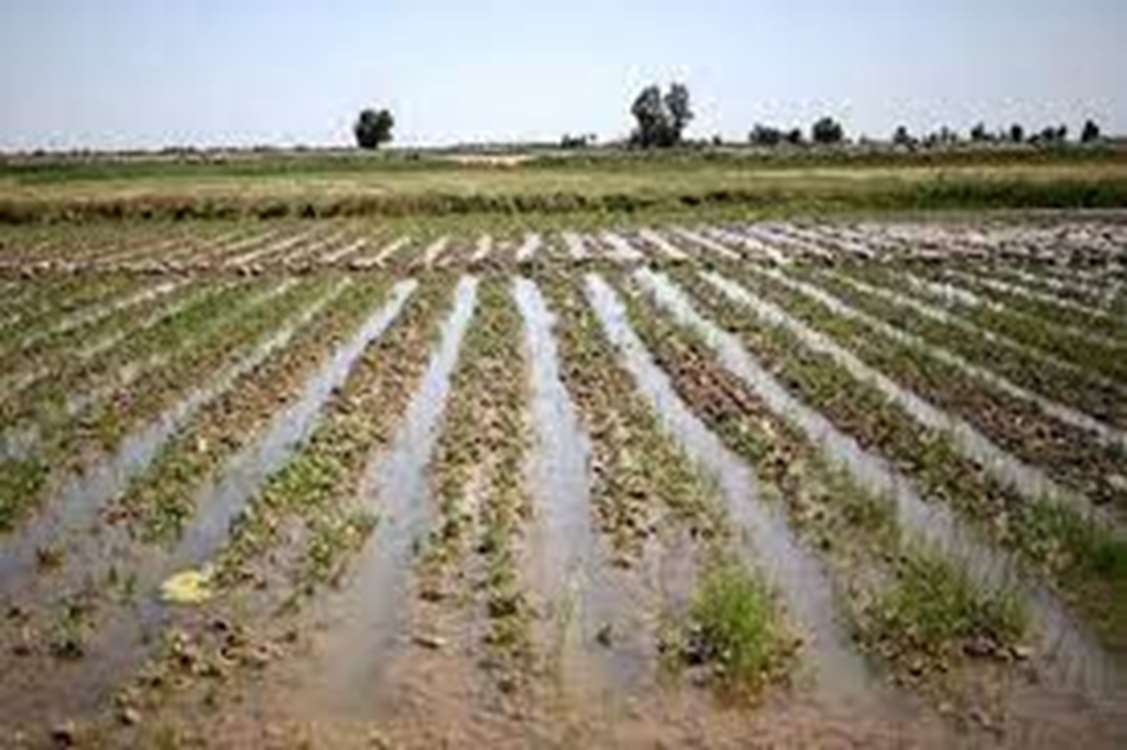 برآورد خسارت ۱۶۰ میلیارد ریالی به بخش کشاورزی شهرستان مهاباد برآورد خسارت ۱۶۰ میلیارد ریالی به بخش کشاورزی شهرستان مهاباد