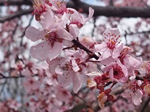 شکوفه های بهاری - چیتاب