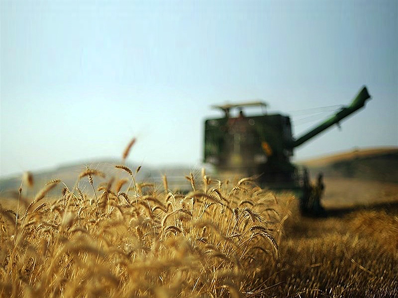 برداشت و خرید بیش از ۱۱۲ هزار تن گندم، کلزا و چغندر قند در خوزستان برداشت و خرید بیش از ۱۱۲ هزار تن گندم، کلزا و چغندر قند در خوزستان