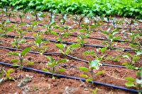 بهره گیری کشاورزان از دانش بومی برای ارتقای کیفیت محصولات