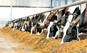 واگذاری زمینهای ملی برای اجرای طرحهای دامداری واگذاری زمینهای ملی برای اجرای طرحهای دامداری