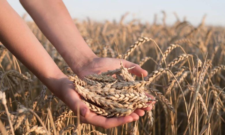 پیش بینی برداشت بیش از ۹۰ هزار تن گندم در حمیدیه پیش بینی برداشت بیش از ۹۰ هزار تن گندم در حمیدیه