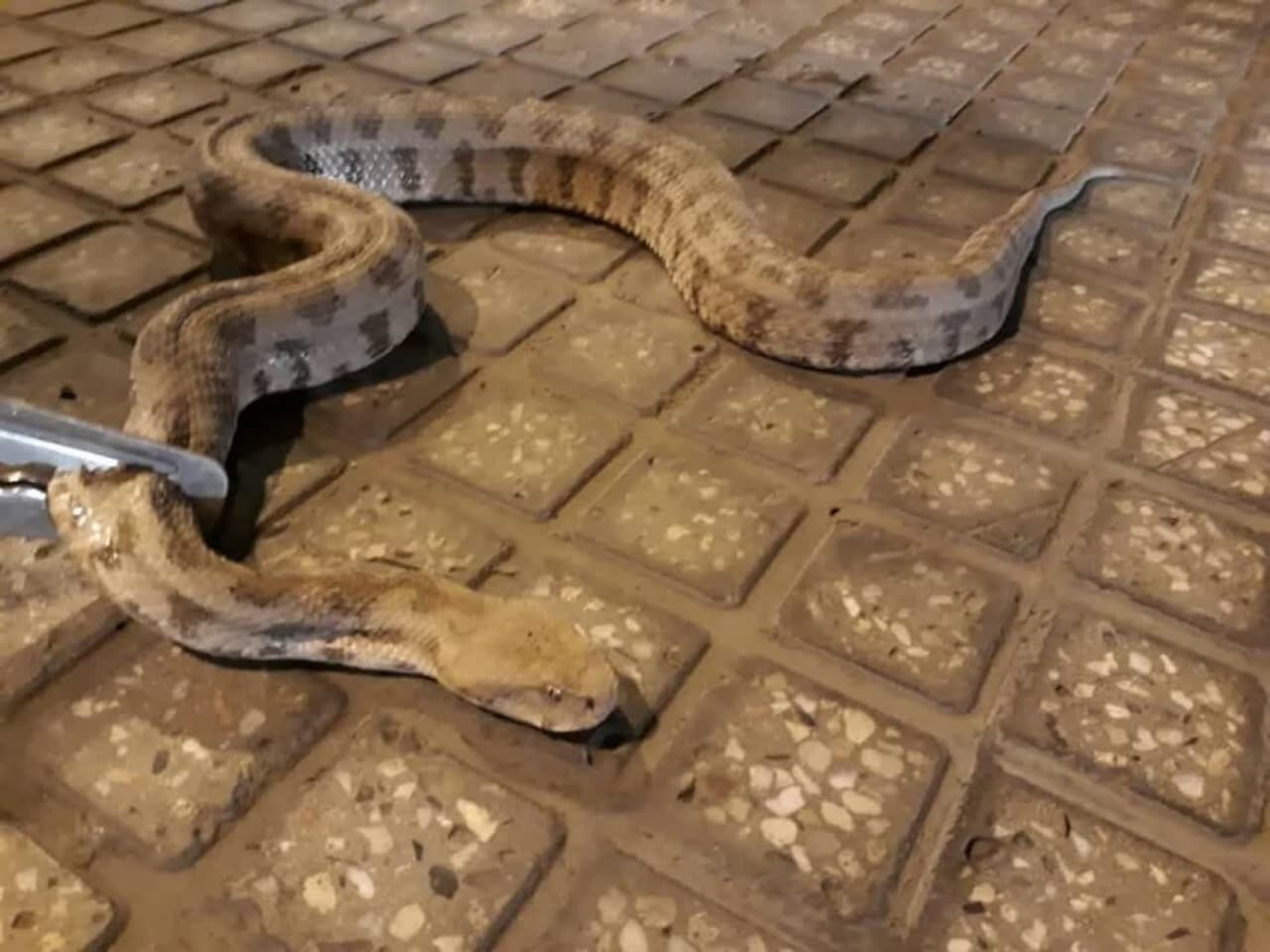 بازگشت از طبیعت بدون حیوانات موذی بازگشت از طبیعت بدون حیوانات موذی