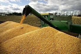 خرید بیش از ۲۰۶ هزار تن گندم از کشاورزان خوزستانی