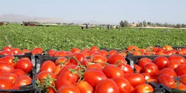 صادرات گوجه فرنگی فیروزآباد به کشور‌های حوزه خلیج فارس