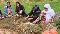 روزهای پایانی برداشت پیله ابریشم