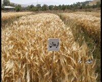 کشت دیم گندم و جو در کالپوش