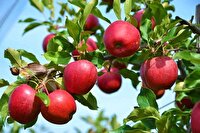 پیش بینی تولید ۶۰ هزار تن سیب در خراسان‌شمالی