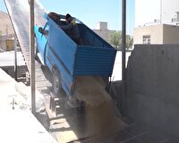 تداوم خرید گندم از کشاورزان مهابادی