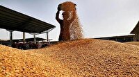 خرید بیش از ۳۷ هزار تن گندم و کلزا از کشاورزان آذربایجان‌غربی