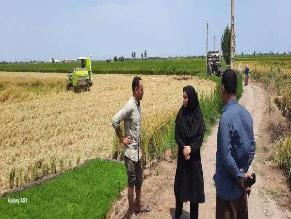 برداشت مکانیزه برنج در بابلسر
