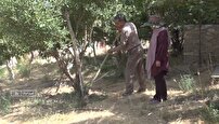 آباد شدن دوباره ۵۰ هکتار از زمین‌های روستای رسول آباد