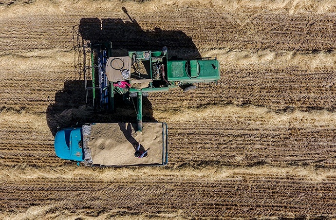 پرداخت ۵۰ هزار میلیارد تومان به گندمکاران تا ۱۰ روز دیگر