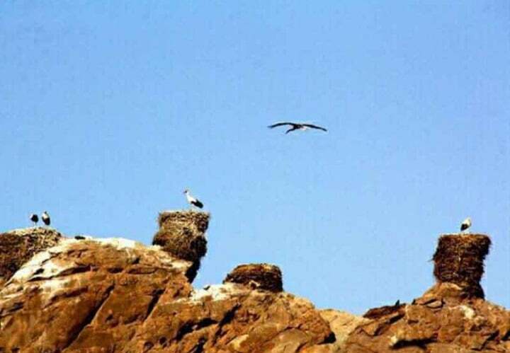 ماهنشان، پناهگاهی امن برای لکلکها ماهنشان، پناهگاهی امن برای لکلکها