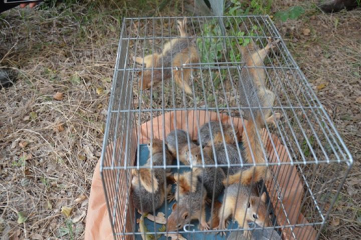 تدوین برنامه مقابله با قاچاق حیات وحش تدوین برنامه مقابله با قاچاق حیات وحش