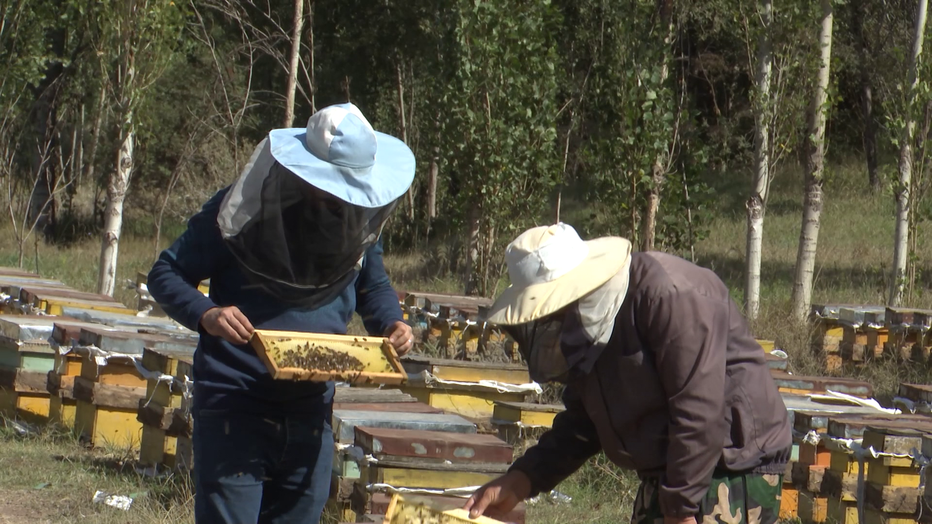 اردبیل رتبه چهارم کشور در تولید عسل اردبیل رتبه چهارم کشور در تولید عسل