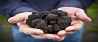 تولید همزمان ترافل و فندق ، جهشی در تولیدات باغی اراضی شیب دار