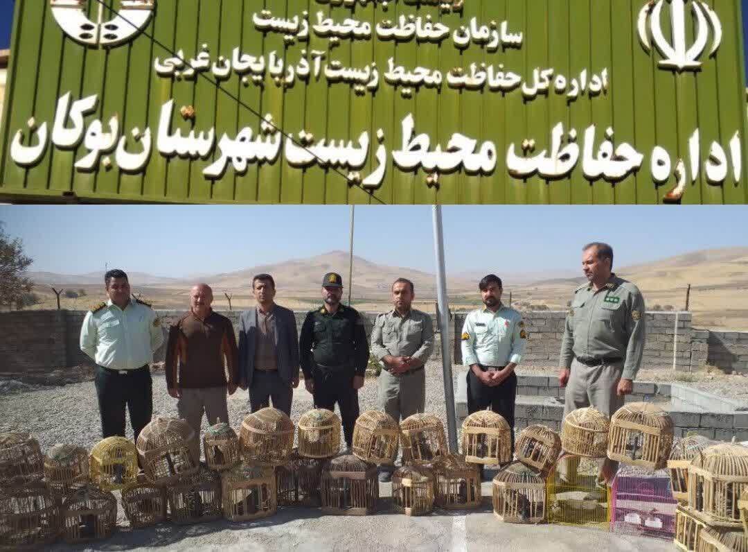 دستگیری زندهگیر کبک در شهرستان بوکان دستگیری زندهگیر کبک در شهرستان بوکان